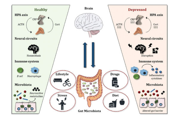 Gut Brain Connection:  The vagus nerve, which controls messages to the gut is the gut's direct connection to the brain