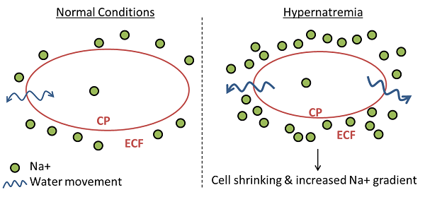 Hypernatremia:  Most often occurs in people who don't drink enough water.  