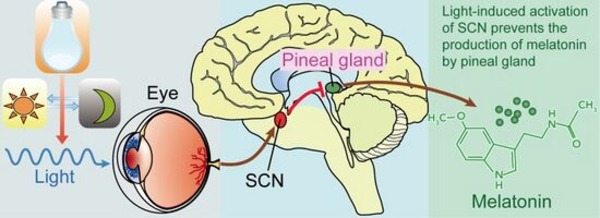 Blue Light:  The pineal gland is a tiny endocrine gland in the middle of your brain that helps regulate the body's circadian rhythm.  