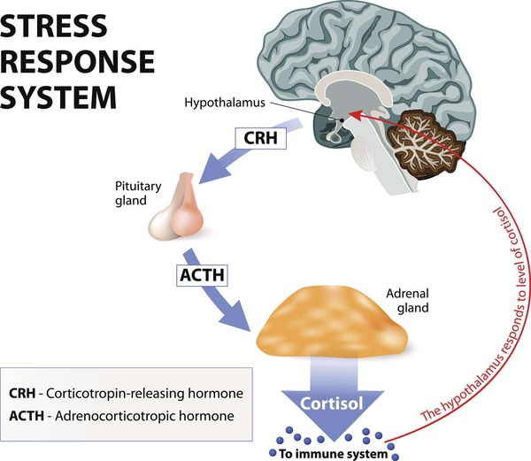 Adrenal Glands:  The pituitary gland regulates cortisol production