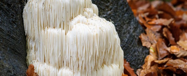 Lion's Mane mushrooms  resemble a shaggy, cascading white wig.  