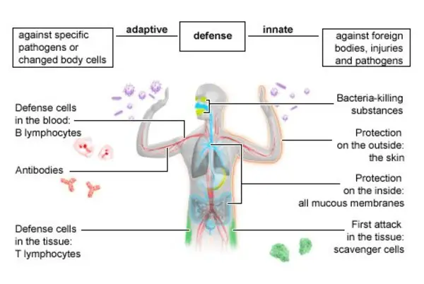 The Immune System works on a cellular response level.  