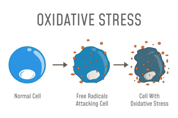 Immune Response can results from Oxidative stress.  